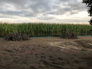 Das zukünftige Zauneidechsenhabitat im Süden des Baugebietes im September 2021